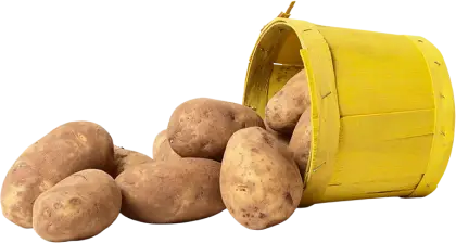 Fresh Potatoes in Yellow Basket
