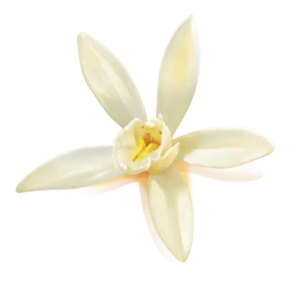 Detailed Image of a White Vanilla Flower