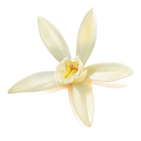 Detailed Image of a White Vanilla Flower