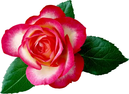 Beautiful Pink Rose with Green Leaves