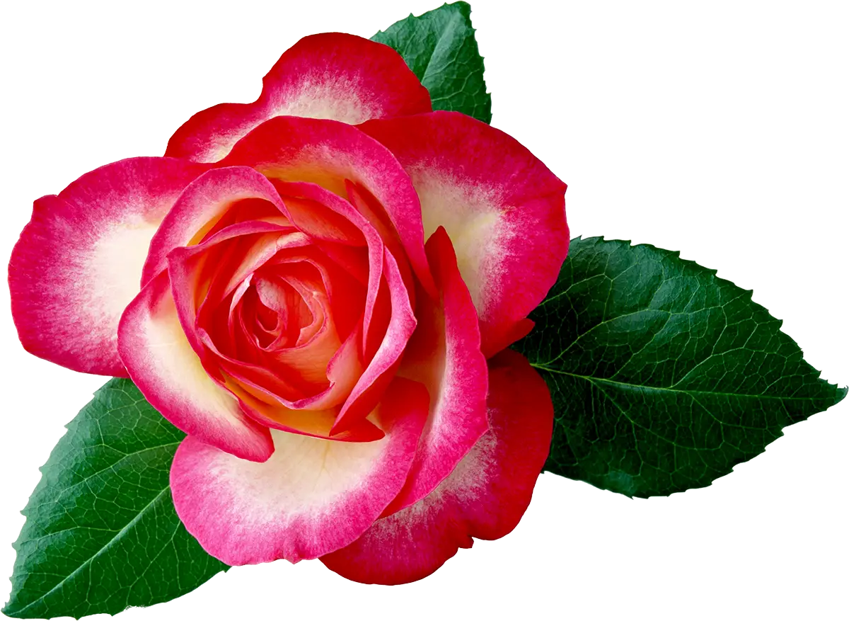 Beautiful Pink Rose with Green Leaves