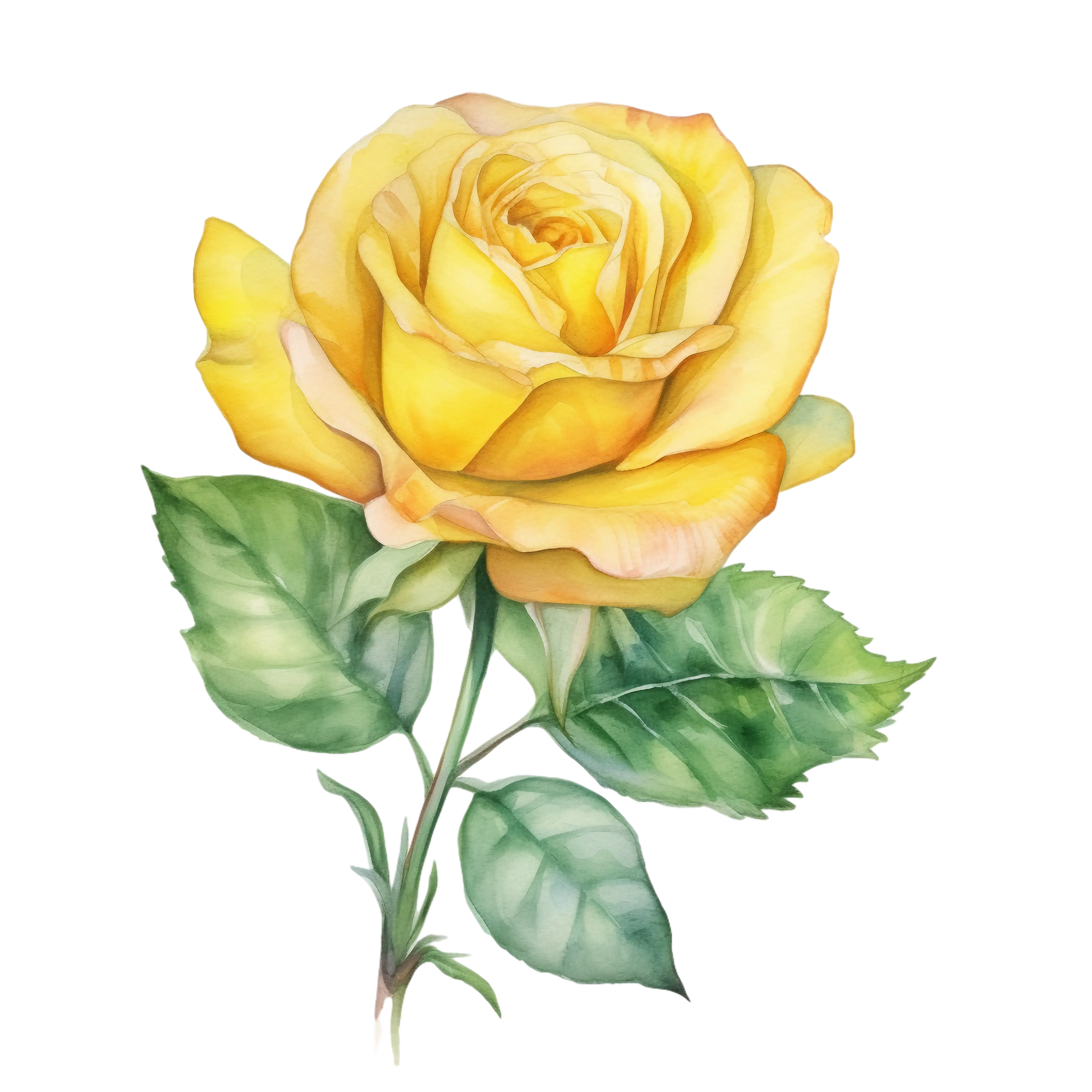Beautiful Yellow Rose Illustration