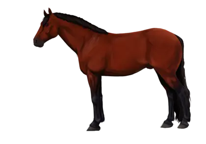 Elegant Brown Horse Illustration