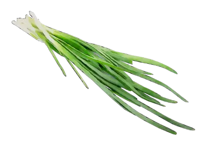 Green Onions Illustration