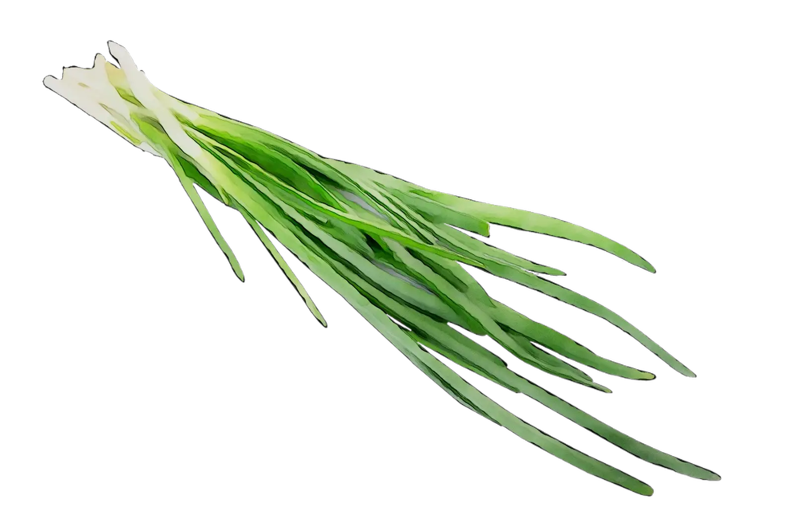 Green Onions Illustration