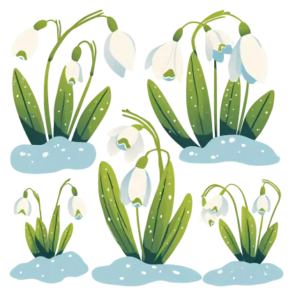 Snowdrop Flowers in Snow