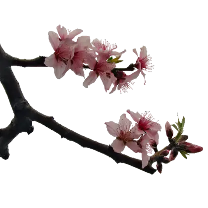 Peach Blossom on Tree Branch