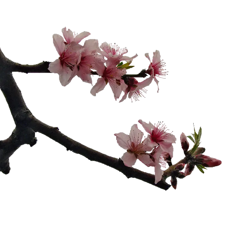 Peach Blossom on Tree Branch