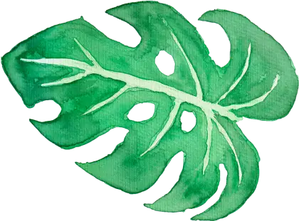 Green Watercolor Monstera Leaf Illustration
