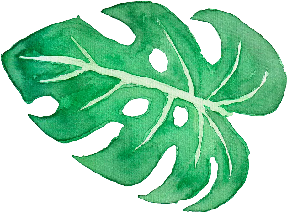 Green Watercolor Monstera Leaf Illustration