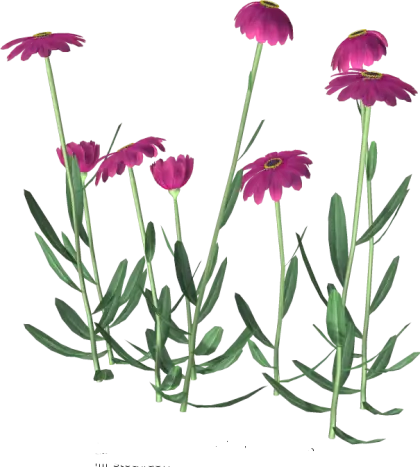 Purple Daisy Flowers Illustration