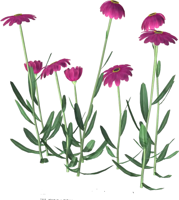 Purple Daisy Flowers Illustration