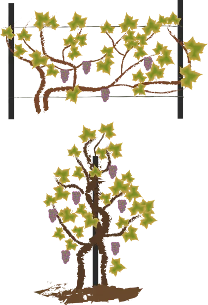 Grape Vine in Vineyard