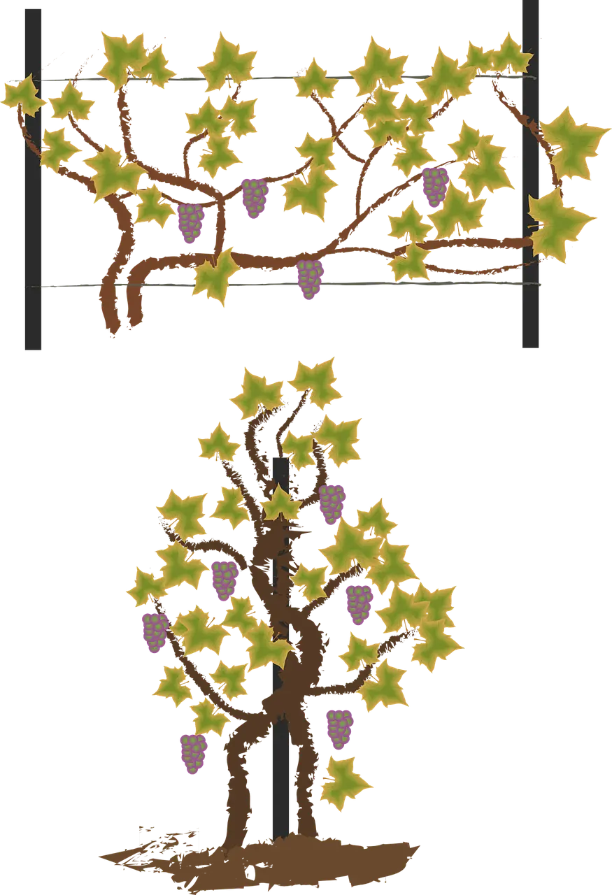 Grape Vine in Vineyard