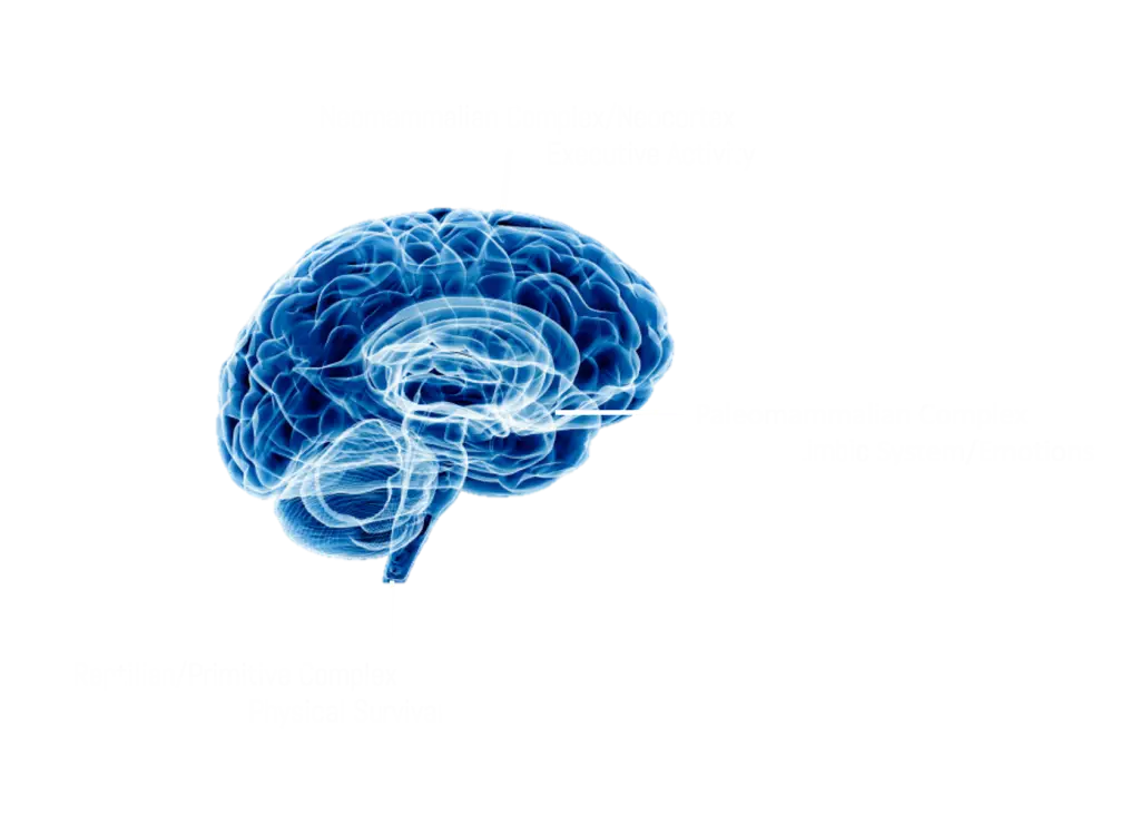 Blue Human Brain Illustration