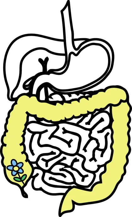 Digestive System Diagram