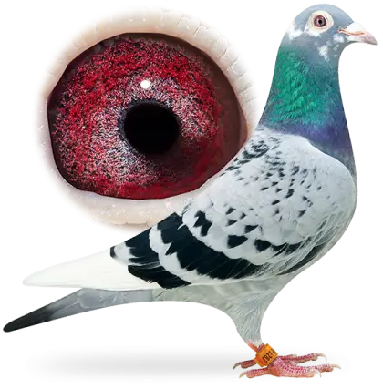 Pigeon with Vibrant Red Eye Close-Up