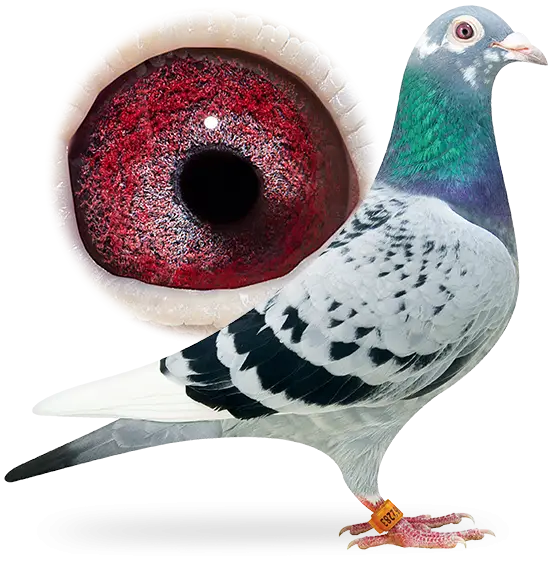 Pigeon with Vibrant Red Eye Close-Up