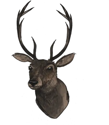 Deer Head Illustration with Antlers