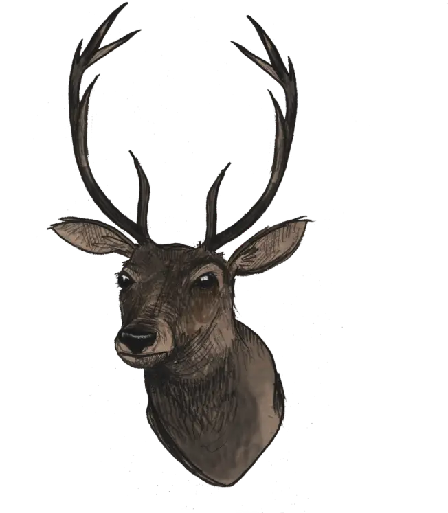 Deer Head Illustration with Antlers