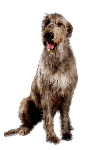 Irish Wolfhound Illustration in Sitting Pose