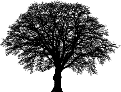 Silhouette of a Tree Illustration