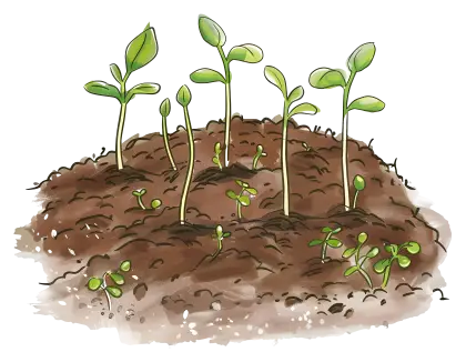 Young Seedlings in Soil