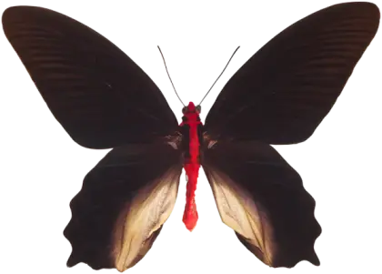Elegant Butterfly with Open Wings