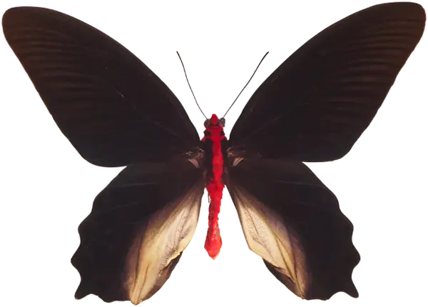 Elegant Butterfly with Open Wings