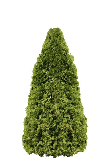 Green Conical Tree for Landscaping