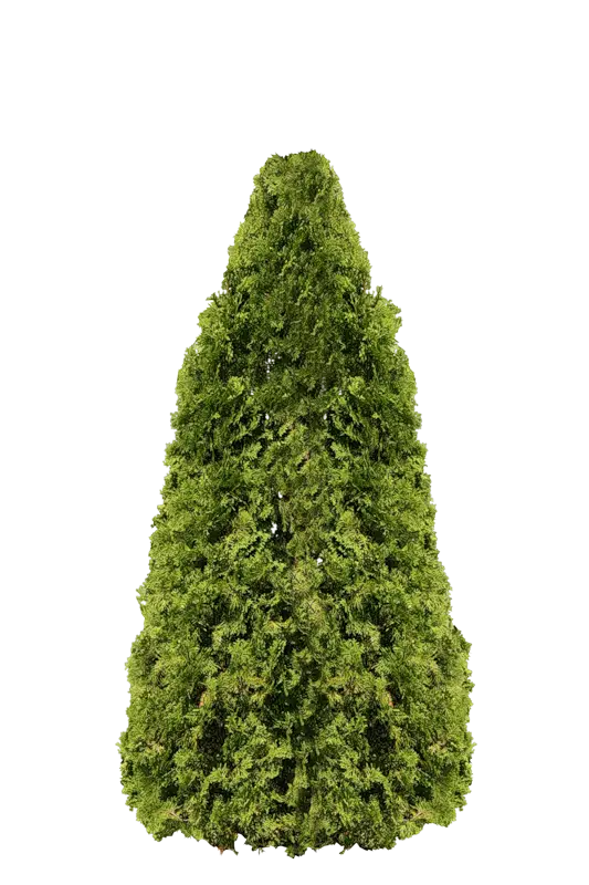 Green Conical Tree for Landscaping