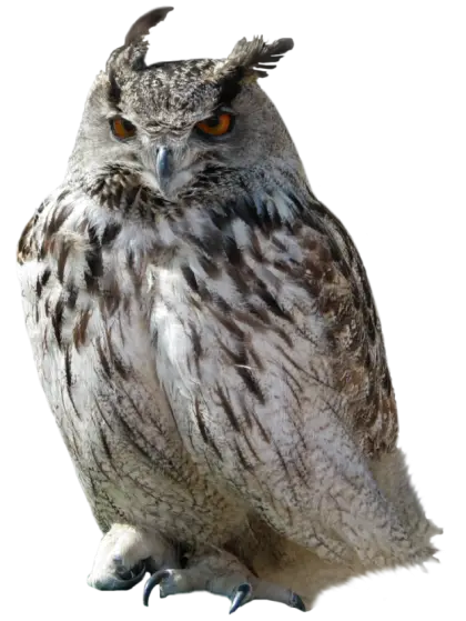 Majestic Owl with Intense Gaze in Nature