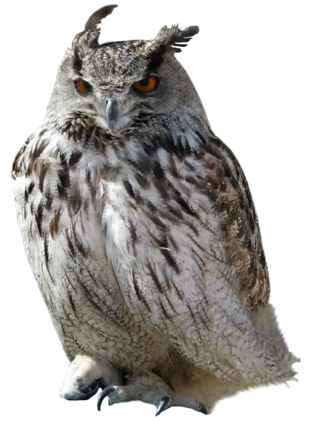Majestic Owl with Intense Gaze in Nature