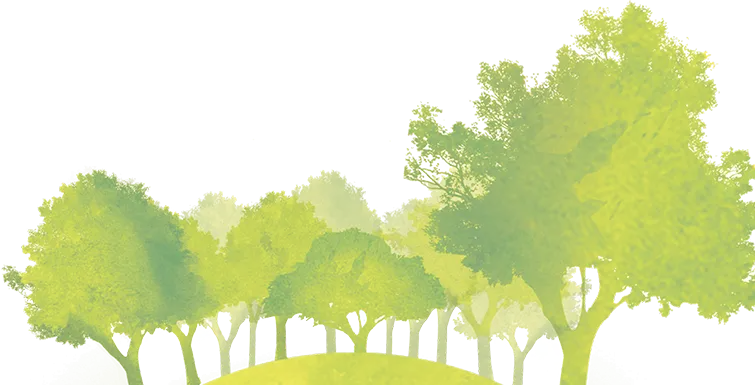 Beautiful Green Trees in Nature