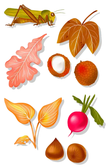 Grasshopper with Autumn Leaves and Fruits Illustration