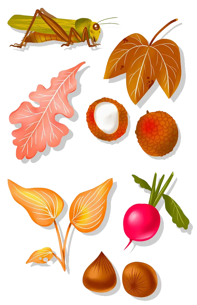 Grasshopper with Autumn Leaves and Fruits Illustration