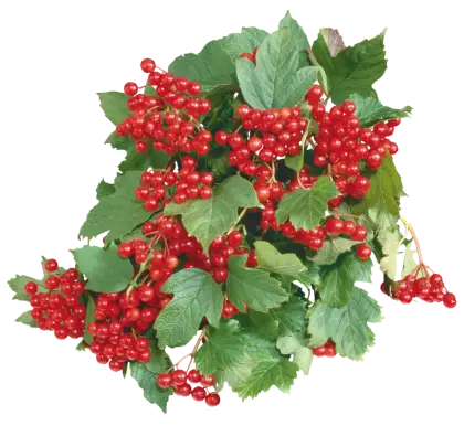 Cluster of Red Berries with Leaves