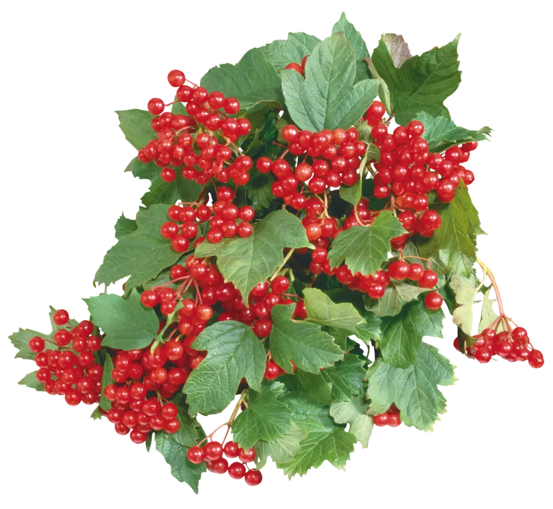 Cluster of Red Berries with Leaves