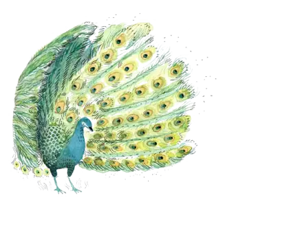 Colorful Peacock with Spread Feathers