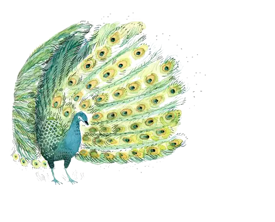 Colorful Peacock with Spread Feathers