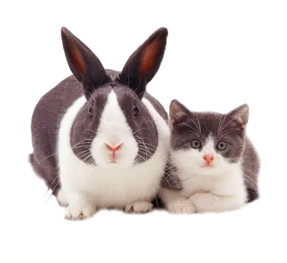 Adorable Rabbit and Kitten Together
