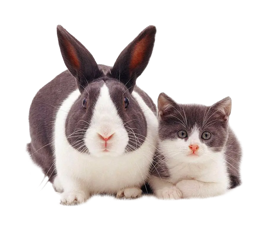 Adorable Rabbit and Kitten Together