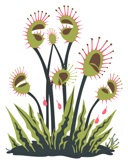 Carnivorous Venus Flytrap Plant
