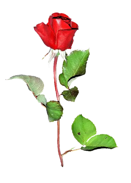 Red Rose Flower with Green Leaves