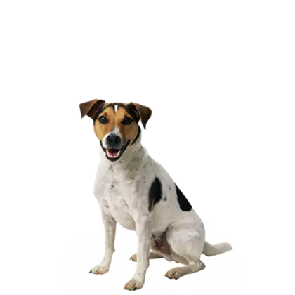 Jack Russell Terrier Dog