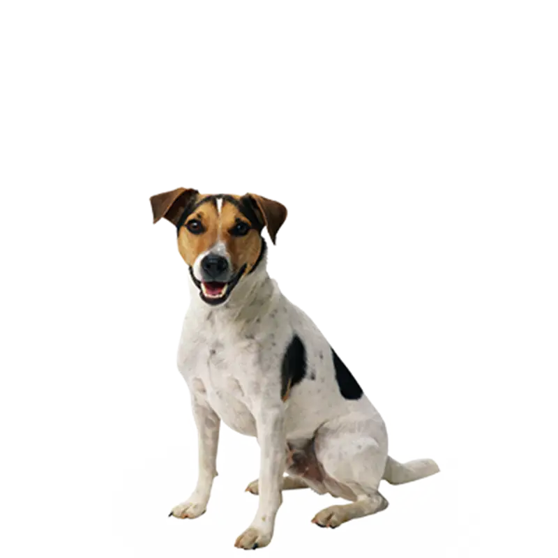 Jack Russell Terrier Dog