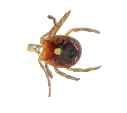 Brown Tick Close-Up Illustration