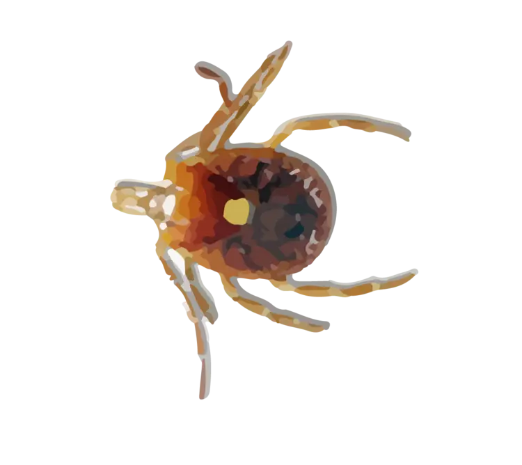 Brown Tick Close-Up Illustration