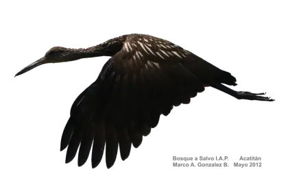 Bird in Flight Silhouette