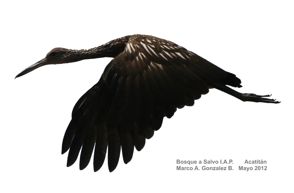 Bird in Flight Silhouette